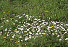 Wiese-Frühling-107.jpg